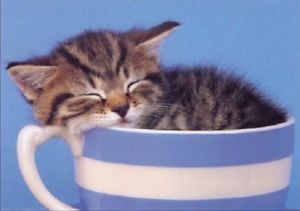 A picture of a kitten in a teacup